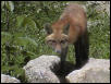Red Fox 1
