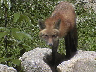 Red Fox 1