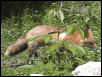 Red Fox 2