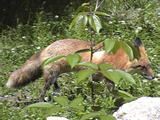 Red Fox 2