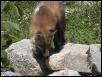Red Fox 3