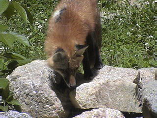 Red Fox 3