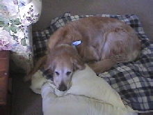 Jake