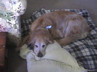 Jake