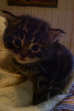 Mr. Jinx 3 weeks