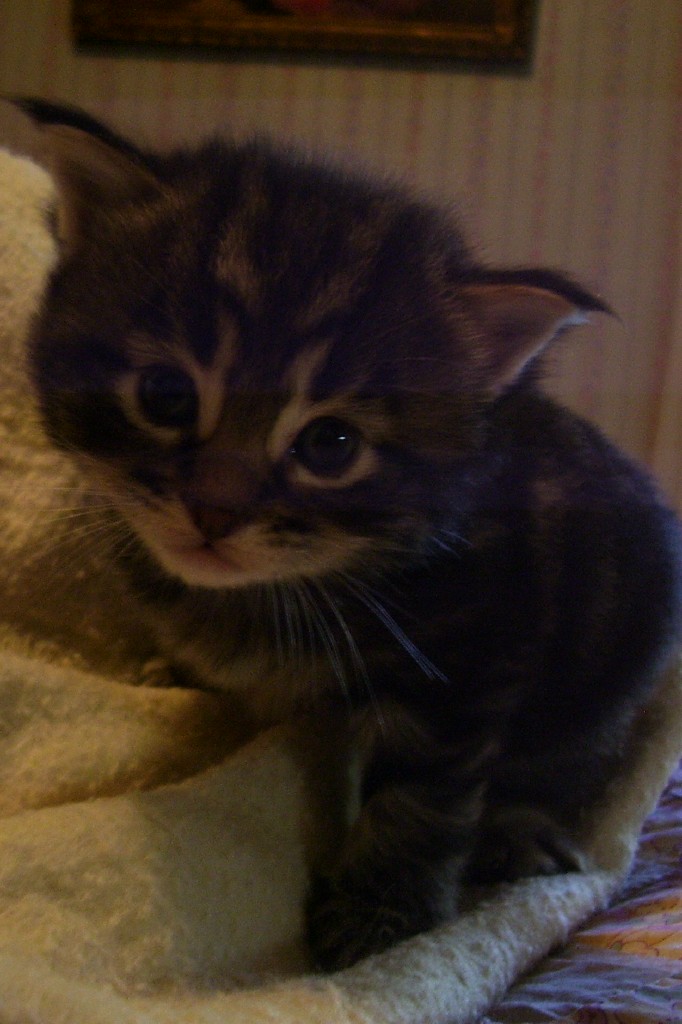 Mr. Jinx 3 weeks