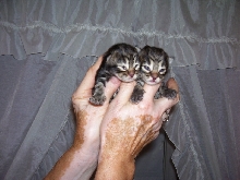 The Two Boys To Choose From