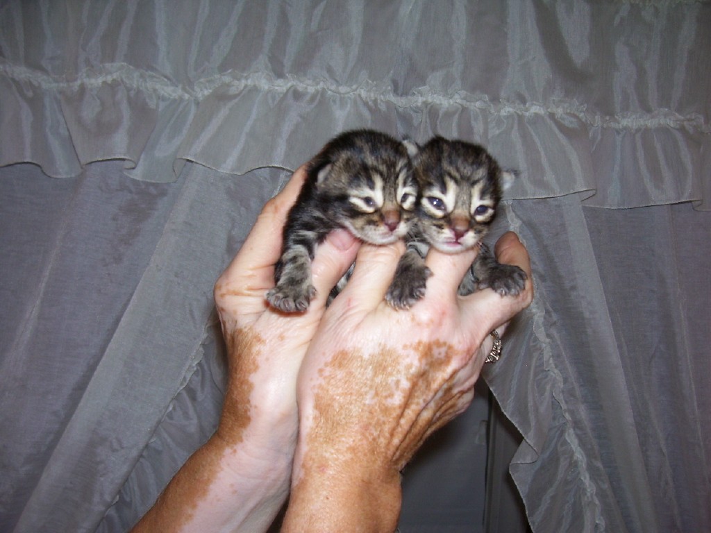 The Two Boys To Choose From