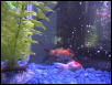 My Fish Tank