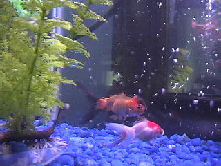 My Fish Tank