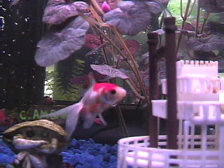 My Fish Tank 2