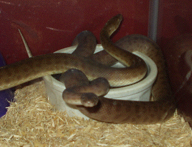 Children's Pythons