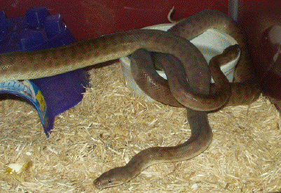 Children's Pythons