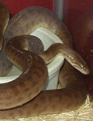 Female Children's Python