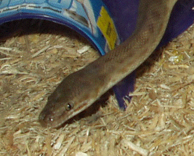 Male Children's Python