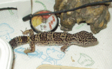 Female Leopard Gecko