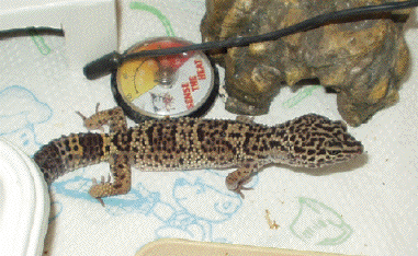 Female Leopard Gecko