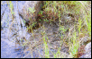 Can you see the froggy?