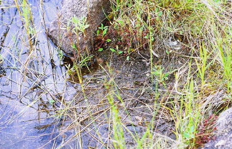 Can you see the froggy?
