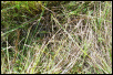 Find the froggy #2