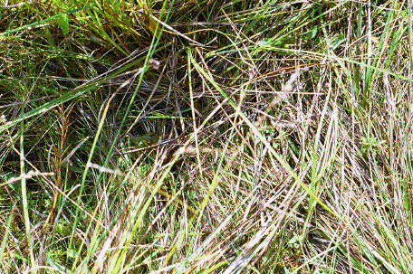 Find the froggy #2