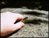Eastern Garter Snake