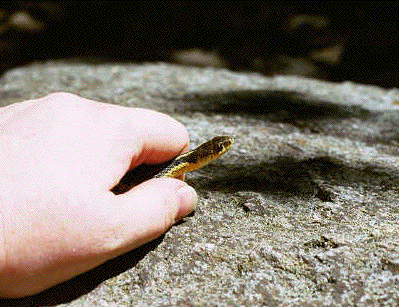 Eastern Garter Snake
