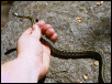 Eastern Garter Snake