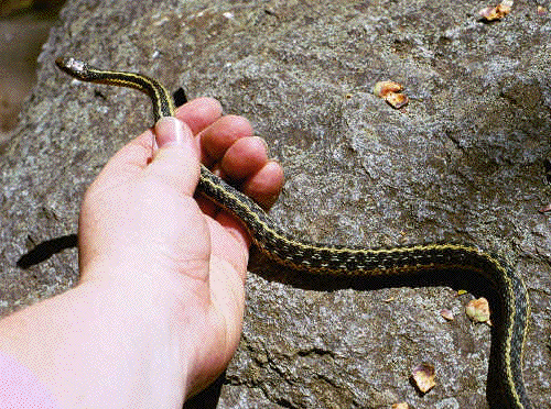 Eastern Garter Snake