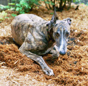 Kola chilling out in the garden