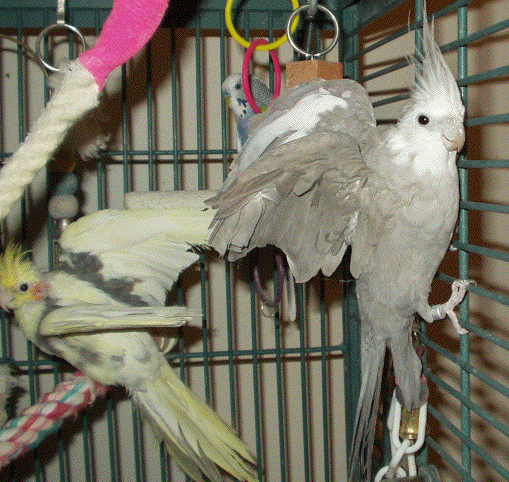 Pancie, Tiny Tim, and Blueberry