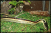 Red-sided Garter (T. s. parietalis)