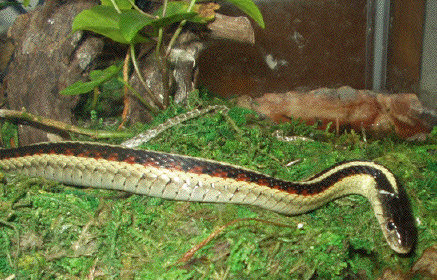 Red-sided Garter (T. s. parietalis)