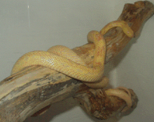 Amelanistic Texas rat snake