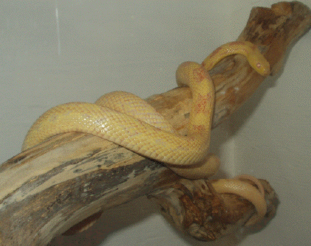 Amelanistic Texas rat snake