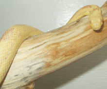 Amelanistic Texas rat snake