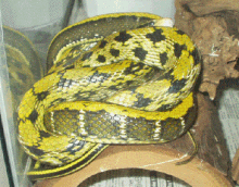 Taiwan Beauty Snake