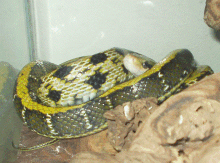 Taiwan Beauty Snake
