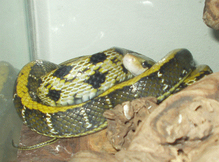 Taiwan Beauty Snake