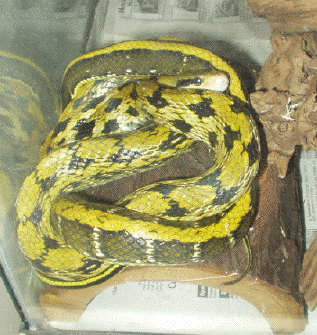 Taiwan Beauty Snake
