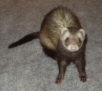 Taz