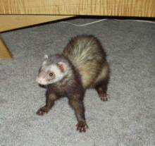 Taz is ready to go!