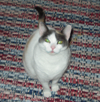 Zilla Green Eyes