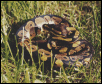 Baby ball python - Nigel
