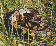 Baby ball python - Nigel