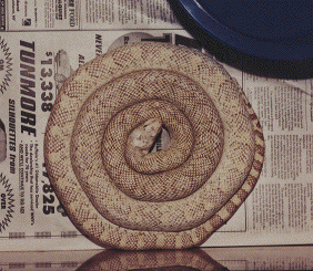 Ghost bullsnake
