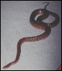 Female corn snake