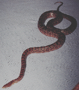 Female corn snake