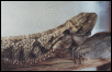 Male Bearded Dragon
