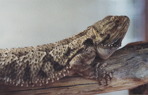 Male Bearded Dragon